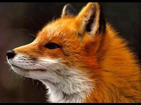 Ảnh The Fox