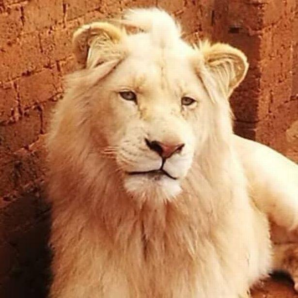 Ảnh White Lion